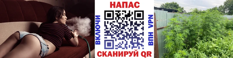 hydra tor  купить закладку  Багратионовск  Бошки Шишки Ganja 